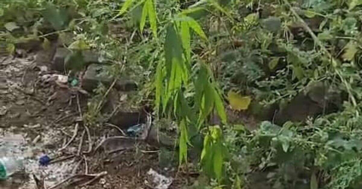 Ganja cultivation found in the hills behind KGH, Visakhapatnam!