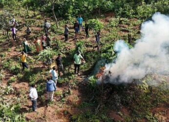 Ganja plants in 4,000 acres destroyed in Agency