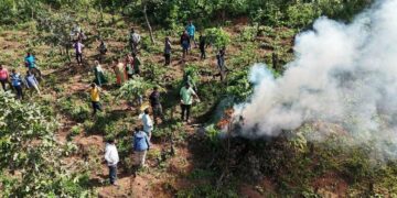 ASR district goes hi-teach to curb ganja, plants on 4,000 acres destroyed