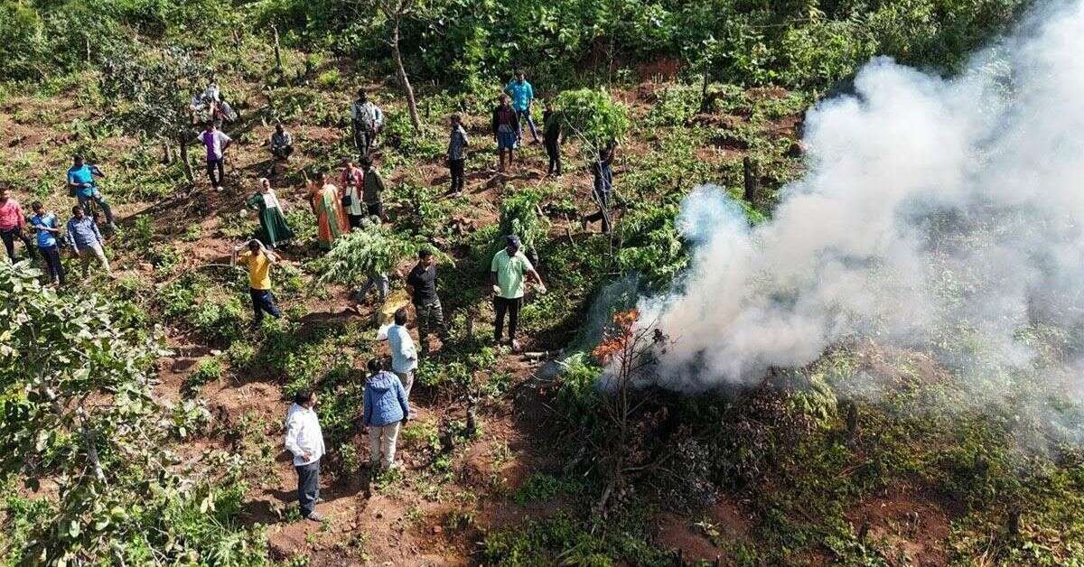 ASR district goes hi-teach to curb ganja, plants on 4,000 acres destroyed