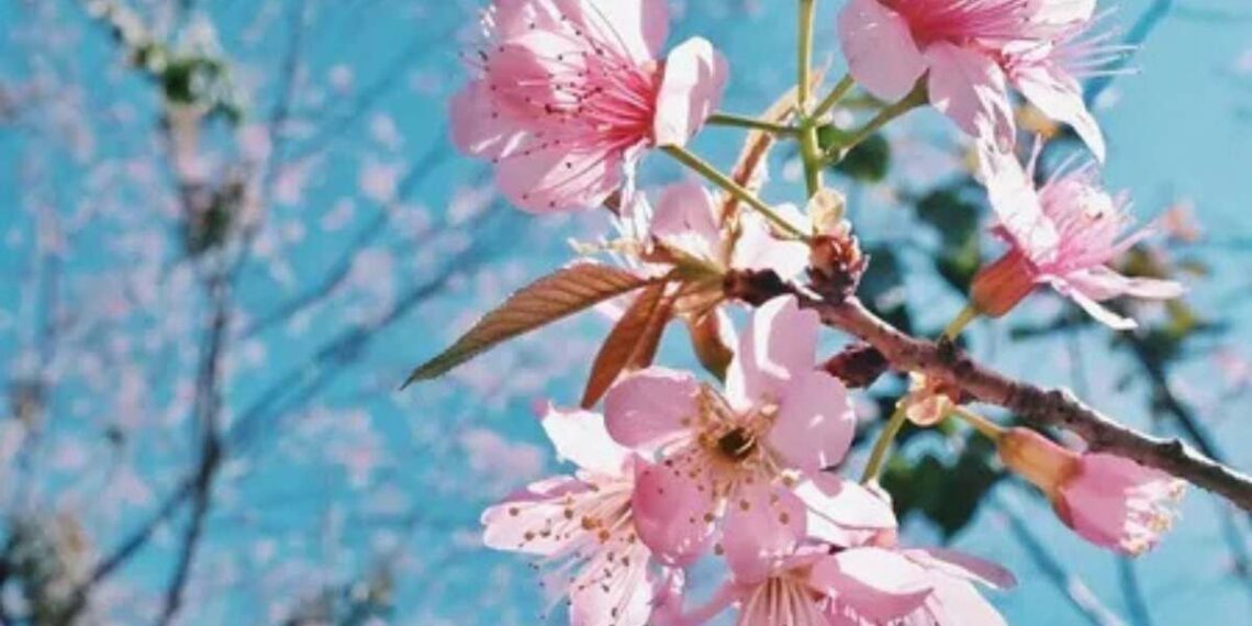 plan your trip from Visakhapatnam now and catch a glimpse of cherry blossoms at these places before it is too late!