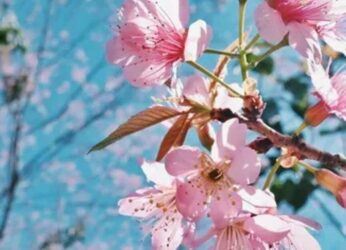 Plan a trip from Vizag to experience cherry blossoms at these 5 places in India!