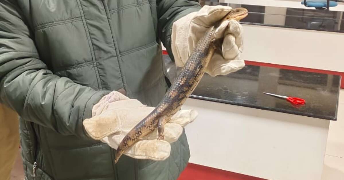 2 arrested for smuggling rare Australian lizards at Visakhapatnam Airport