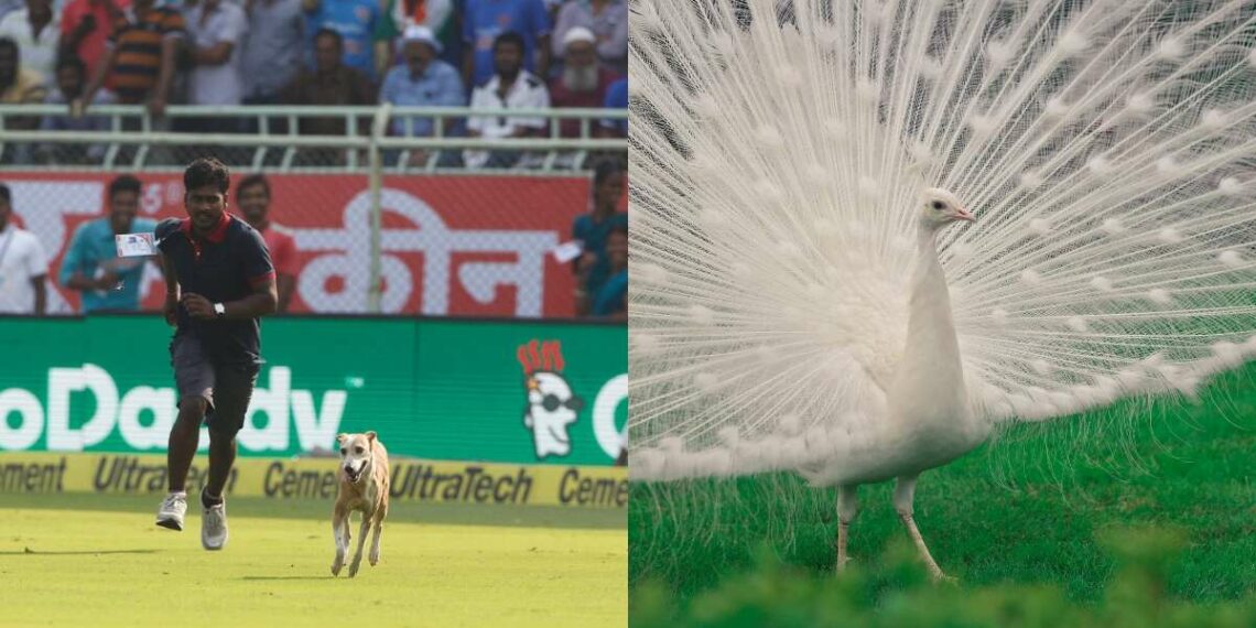 6 iconic times animals stole the show in Visakhapatnam and won our hearts!